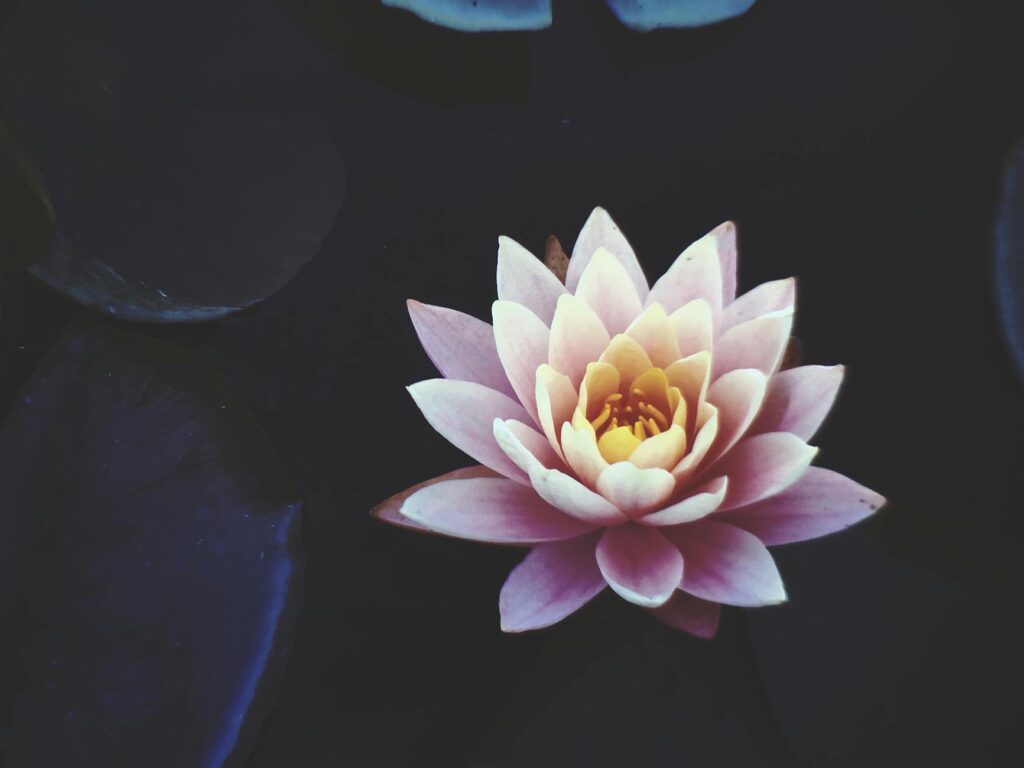 pink waterlily flower in full bloom